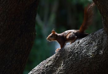 Ardilla roja (Sciurus vulgaris)