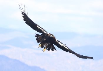 Águila imperial ibérica (Aquila adalberti)