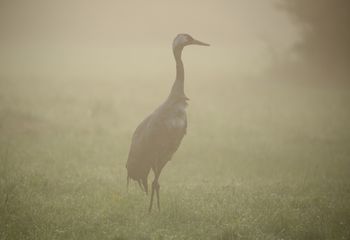 Grulla común (Grus grus). Polonia