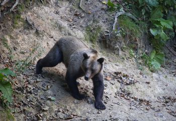 Oso pardo europeo (Ursus arctos arctos). Rumanía