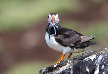 Frailecillo atlántico (Fratercula arctica). Escocia