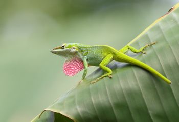 Anolis verde (Anolis carolinensis). Cuba