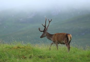 Ciervo (Cervus elaphus). Escocia