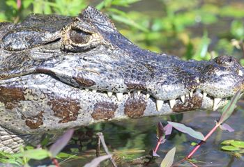 Caimán negro (Melanosuchus niger). Argentina