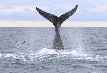 Ballena franca austral (Eubalaena australis). Argentina