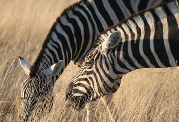 Cebras (Equus zebra). Namibia