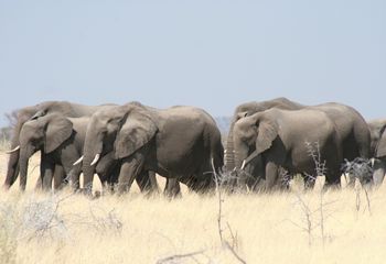 Elefante africano (Loxodonta africana). Namibia