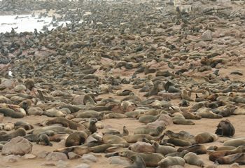 Lobos marinos (Arctocephalus pusillus). Namibia