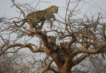 Leopardos (Panthera pardus pardus). Namibia