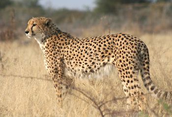 Guepardo (Acinonyx jubatus). Namibia