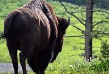 Bisonte americano (Bison bison). EE.UU.