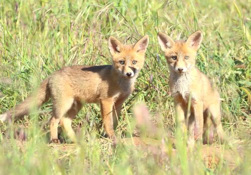 Pareja de zorros