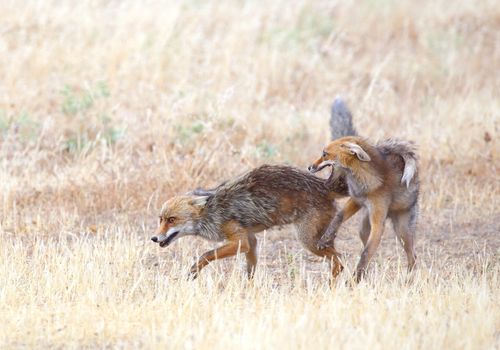 Zorros jugando