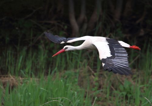 Cigüeña vuelo