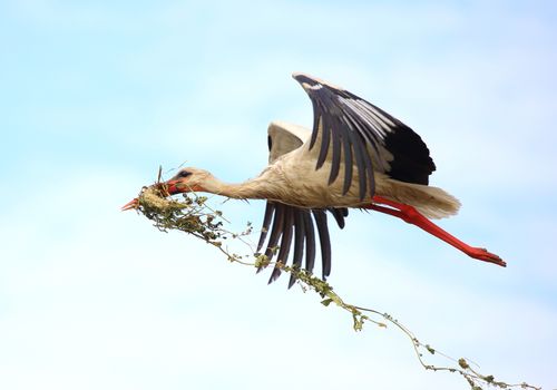 Cigüeña vuelo con rastrojos