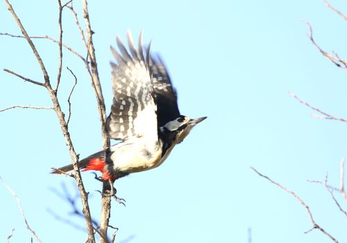 Picapinos alzando vuelo