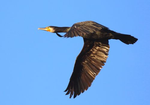 Cormorán vuelo