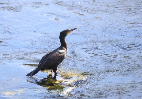 Cormorán roca