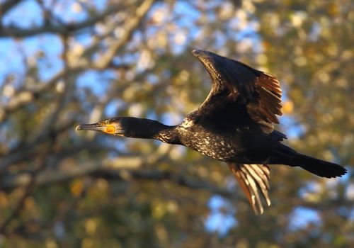 Cormorán vuelo