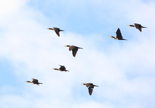 Cormoranes vuelo