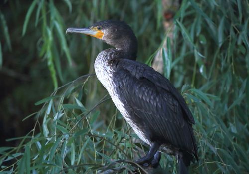 Cormorán posado