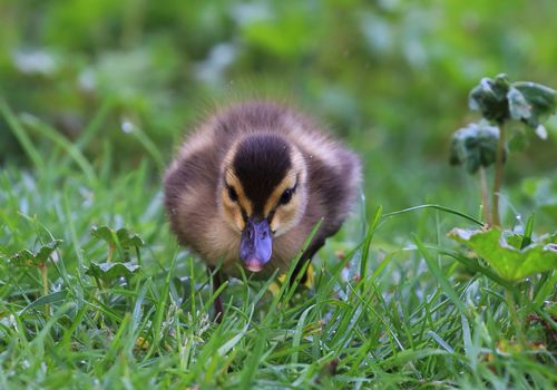 Azulón patito