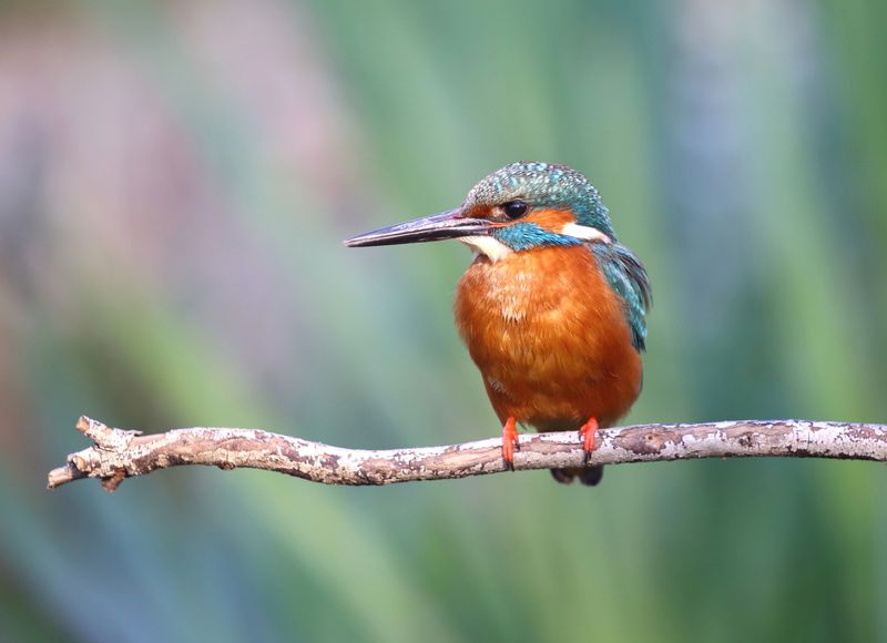 5. La avifauna I