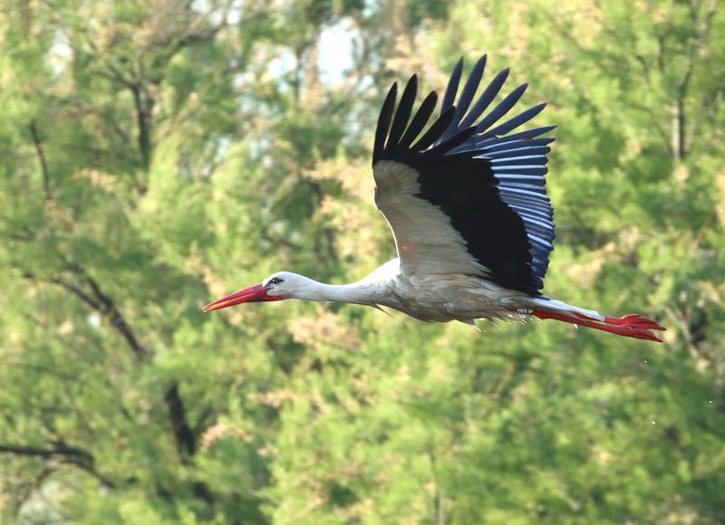 6. La avifauna II