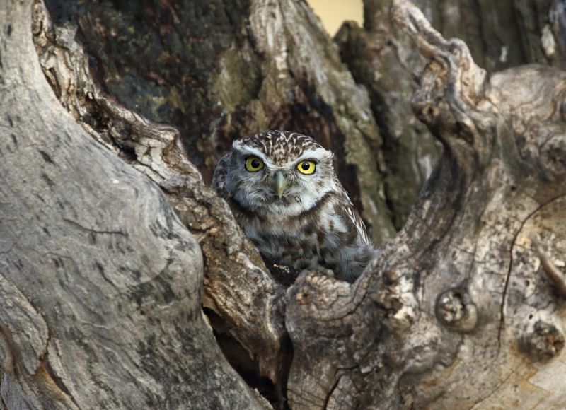 7. La avifauna III