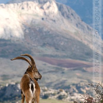 34-Cabra montés (Capra pyrenaica)