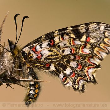 39-Mariposa arlequin (Zerynthia rumina)