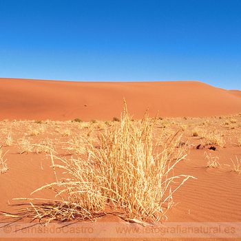 723-Desierto del Namib, Namibia
