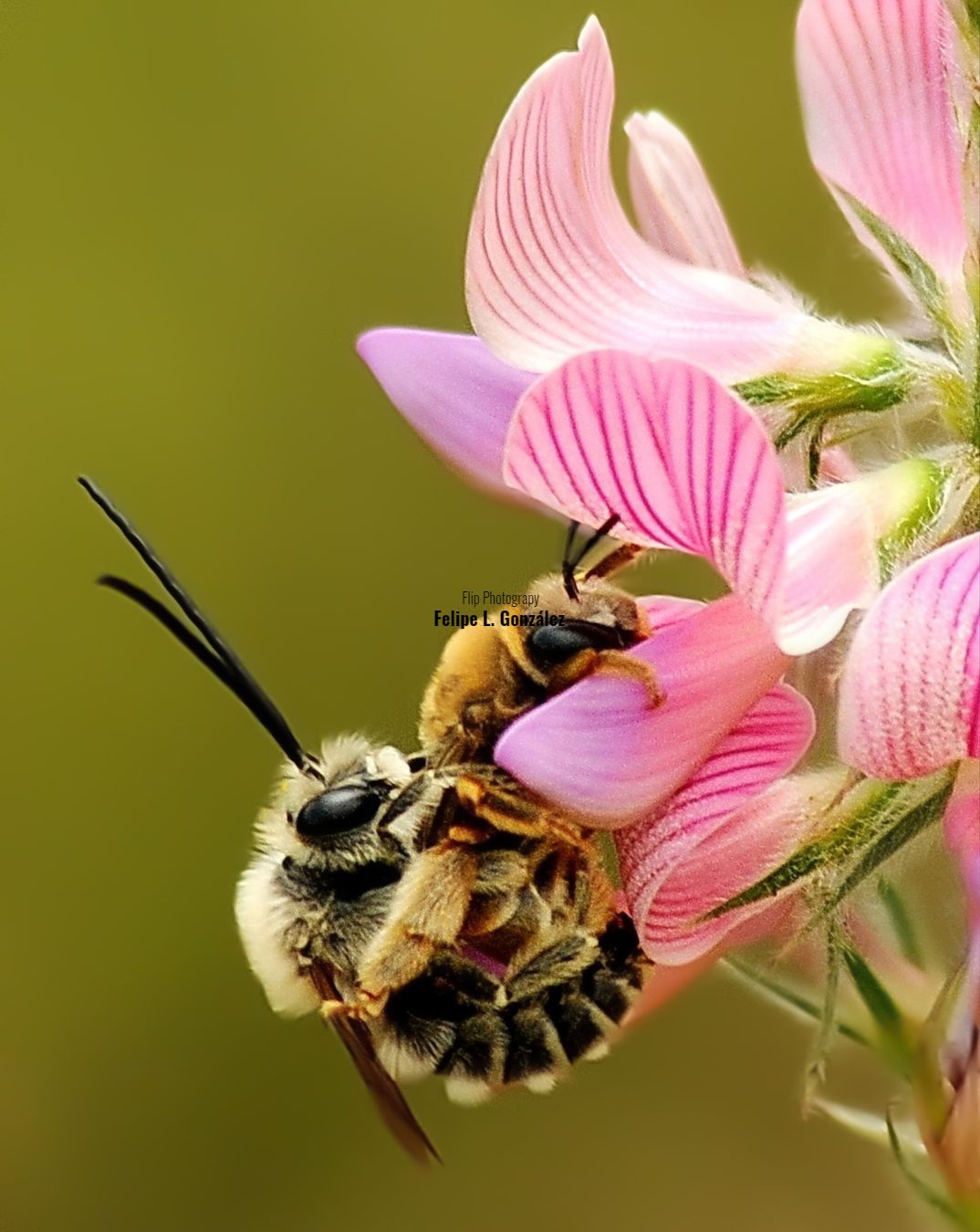 Naturaleza, insectos y flores