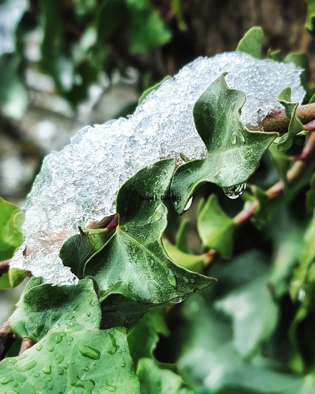 Naturaleza y nieve