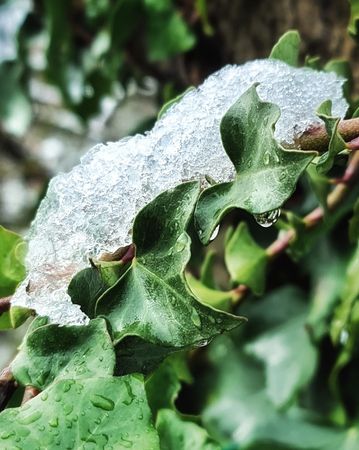 Naturaleza y nieve