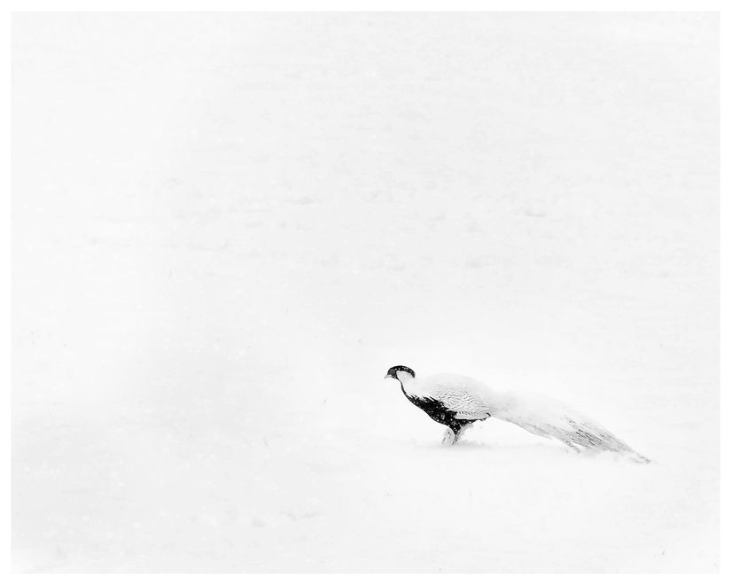 Nieve y pavo real  en el Parque de la Ciudadela de Pamoplona