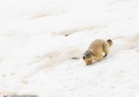 Marmota en Pirineos