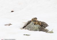 Marmots in Pyrenees