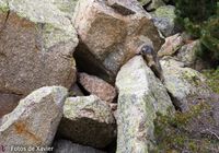 Marmot - Pyrenees