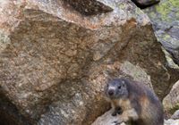 Marmota - Pirineus