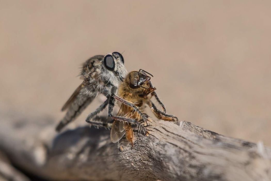 Mosca asesina (Asilidae) con su víctima.