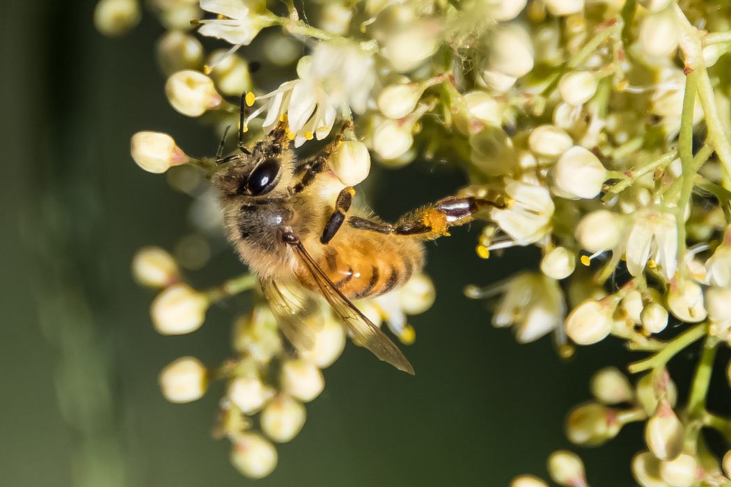 Abeja Europea (Apis mellifera).