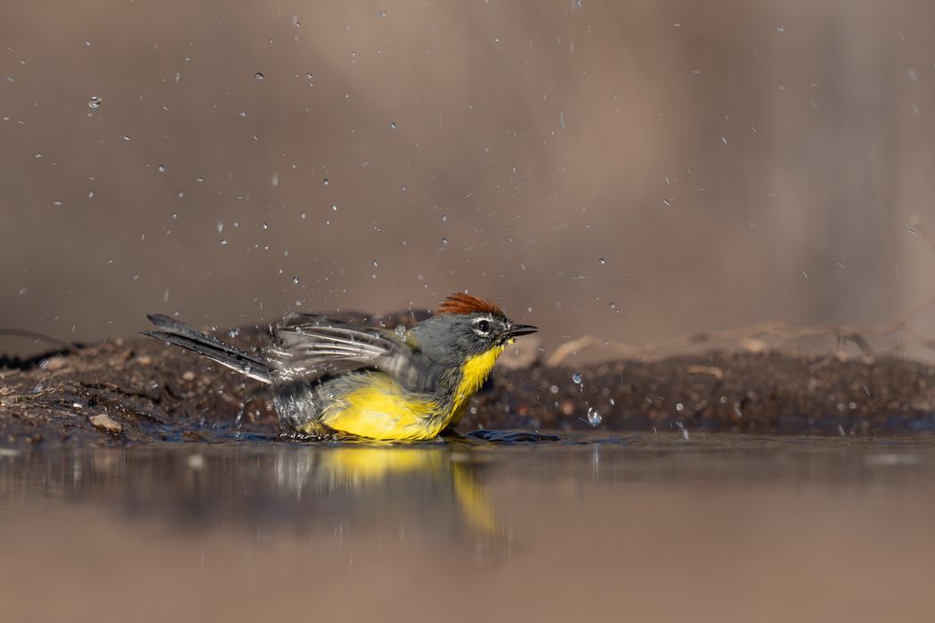 Arañero Corona Rojiza (Myioborus brunniceps).