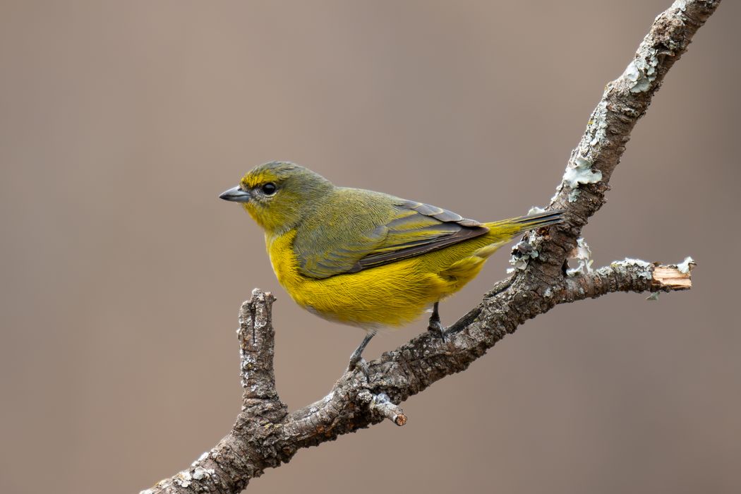 Tangará Garganta Negra hembra (Euphonia chlorotica).