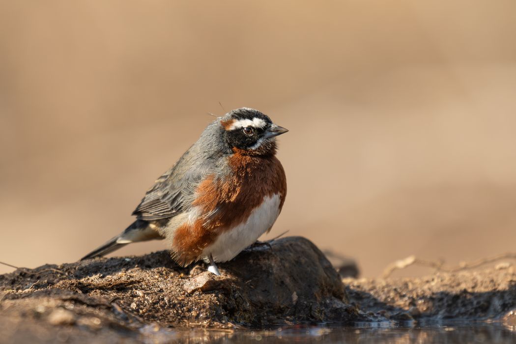 Sietevestidos Serrano (Poospiza whitii).