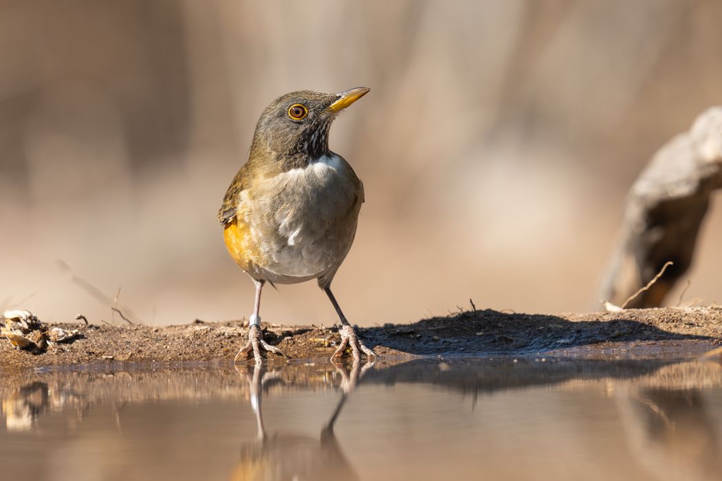 Zorzal Collar Blanco (Turdus albicollis).