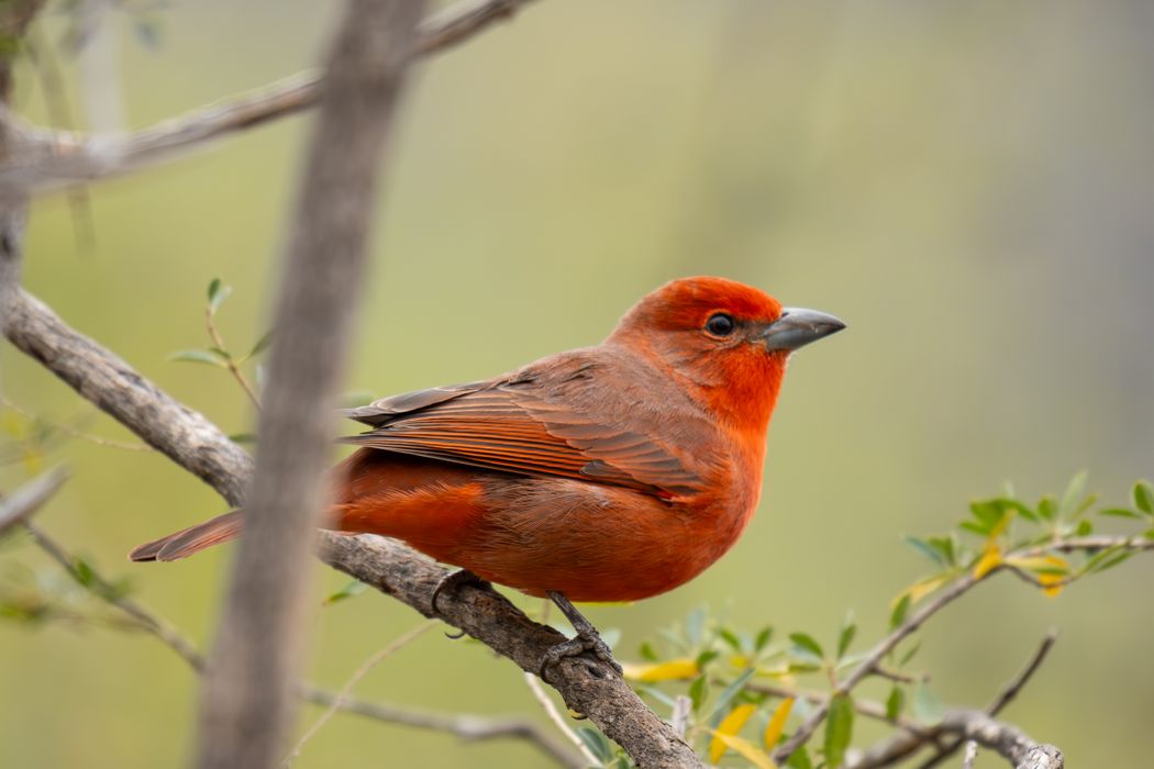 Fueguero macho (Piranga flava).