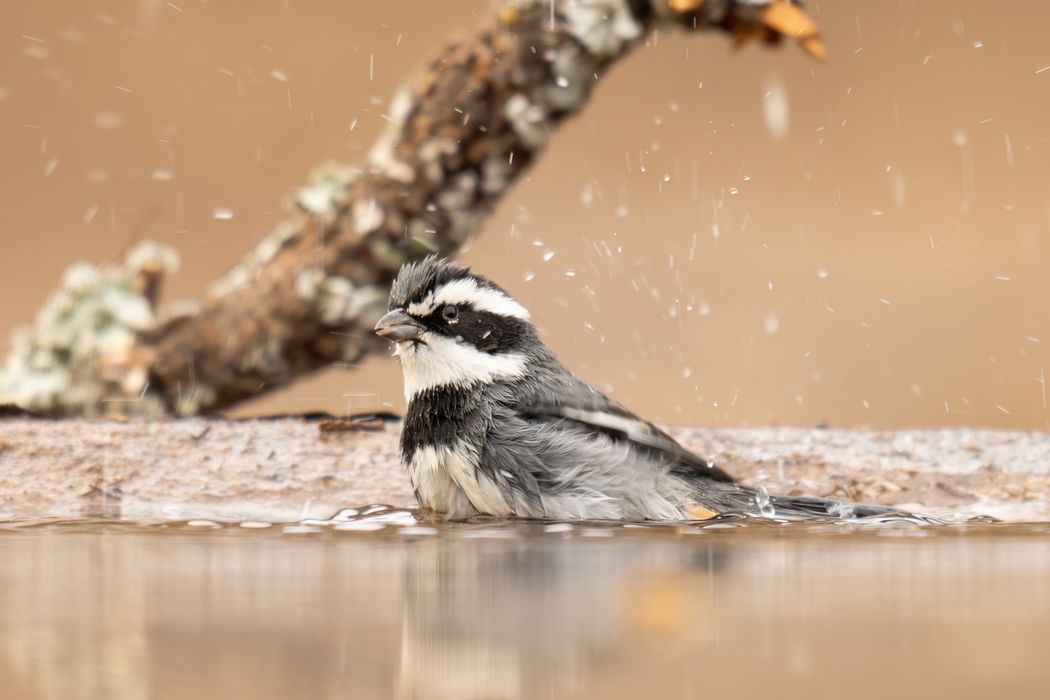 Monterita de Collar (Microspingus torquatus).