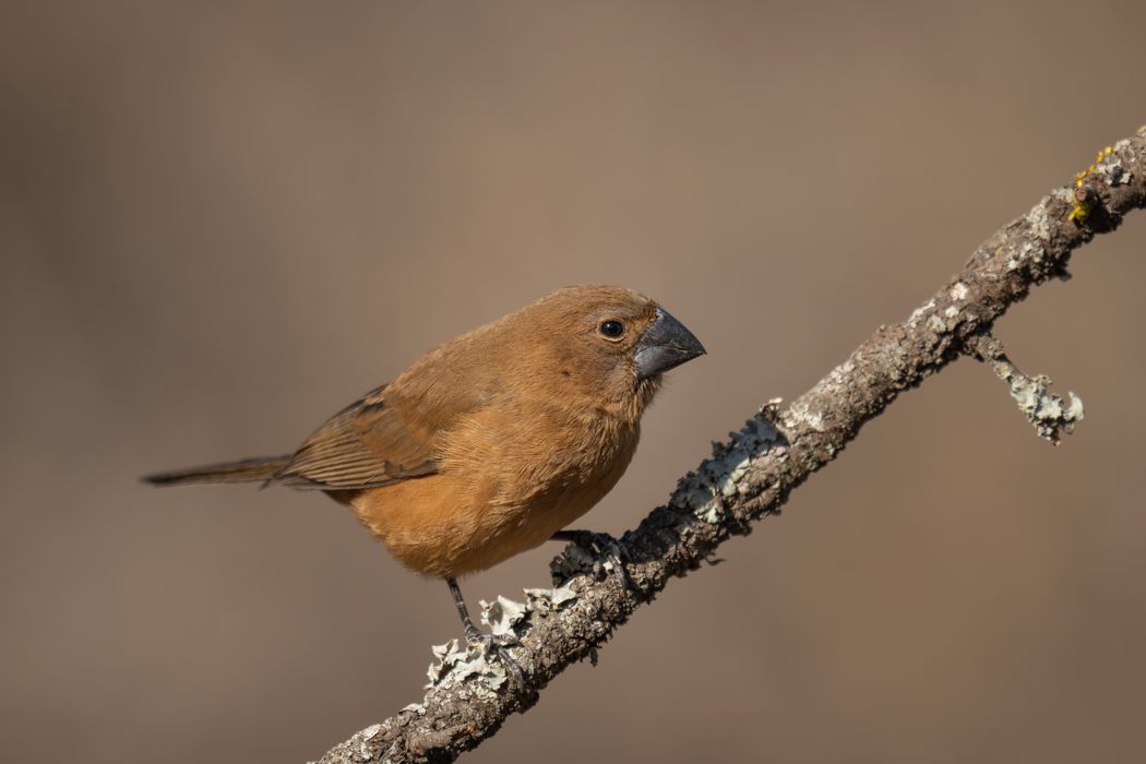 Reinamora Grande hembra (Cyanoloxia brissonii).