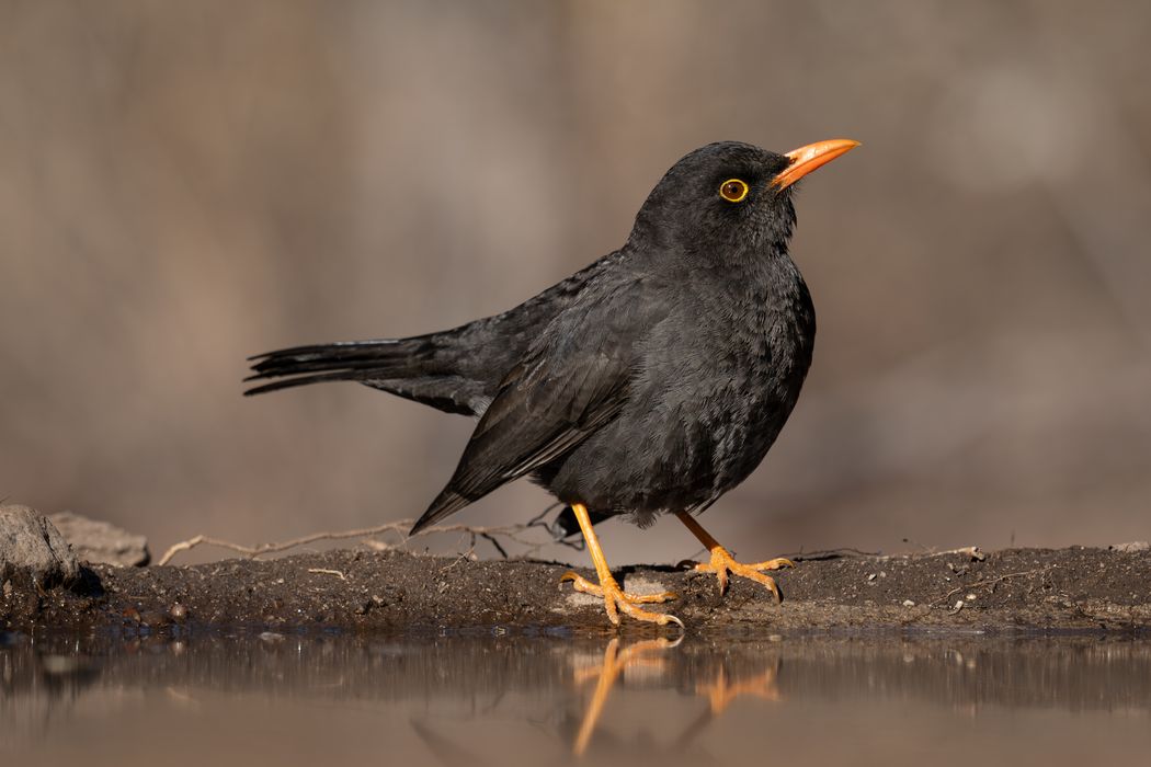 Zorzal chiguanco o zorzal negro (Turdus chiguanco).